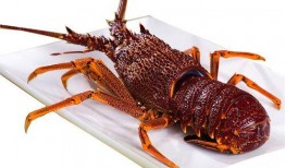 厦门龙虾爆料视频播放下载,揭秘网红龙虾美食背后的下载热潮